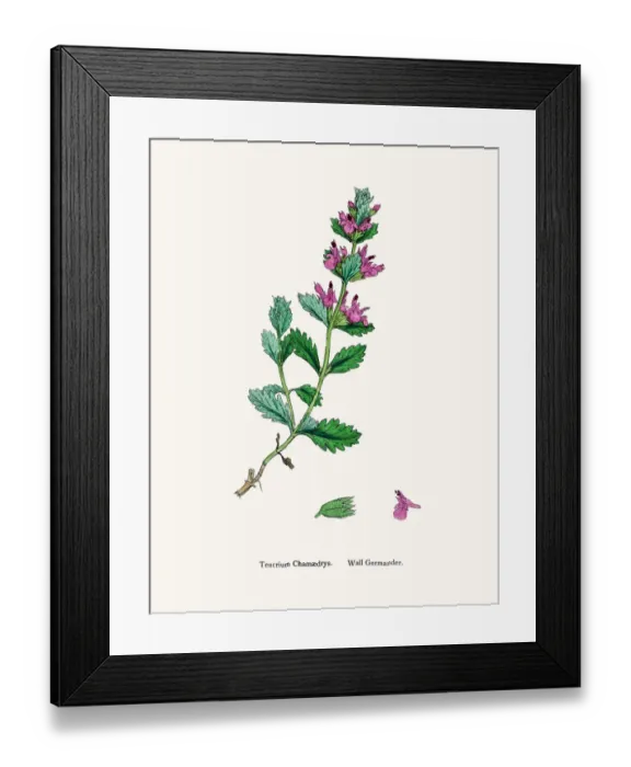 Framed Print : Germander flower plant