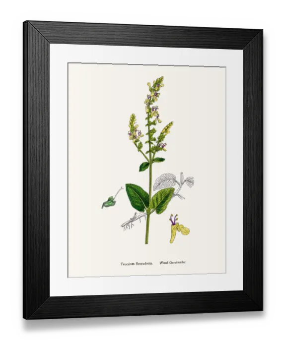 Framed Print : Germander flower plant Framed Print : Germander flower plant