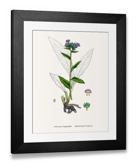 Framed Print : Pulmonaria Lungwort flower plant against lung disease Framed Print : Pulmonaria Lungwort flower plant against lung disease