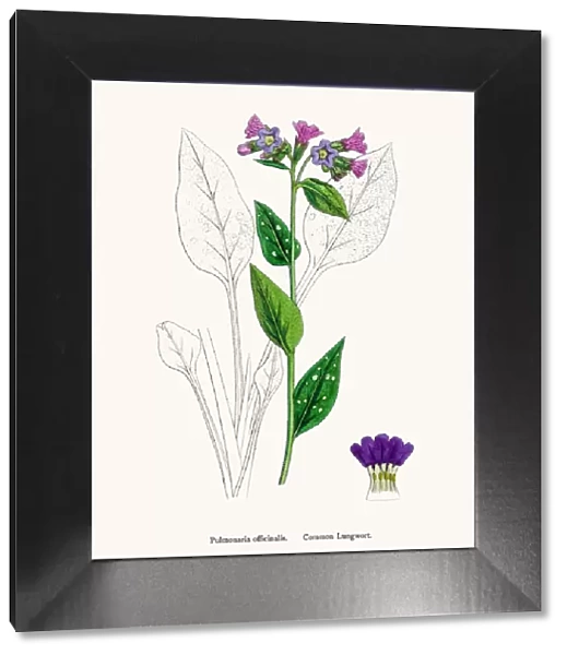 Pulmonaria Lungwort flower plant against lung disease