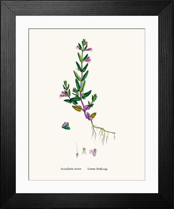 Framed Print : Scullcap plant Framed Print : Scullcap plant