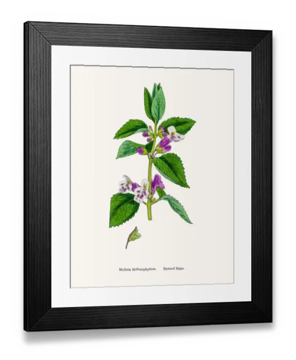 Framed Print : Bastard Balm plant Framed Print : Bastard Balm plant