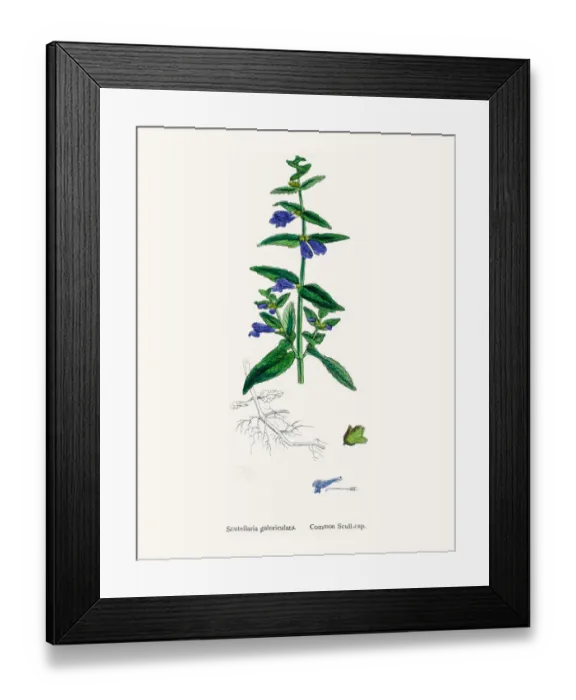 Framed Print : Scullcap plant