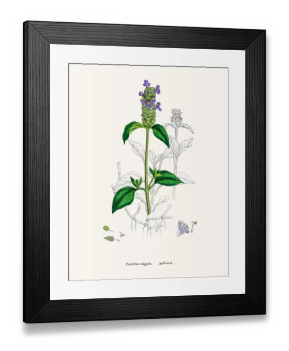 Framed Print : Selfheal plant