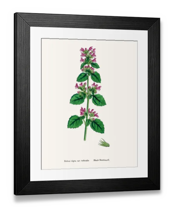 Framed Print : Black Horehound plant Framed Print : Black Horehound plant