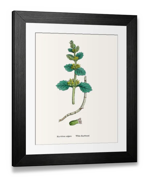Framed Print : White Horehound plant Framed Print : White Horehound plant