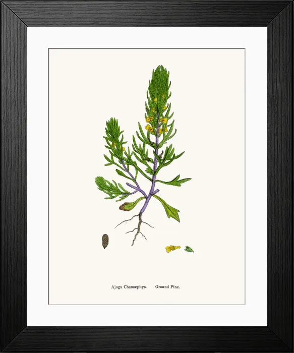Framed Print : Ground Pine plant Framed Print : Ground Pine plant
