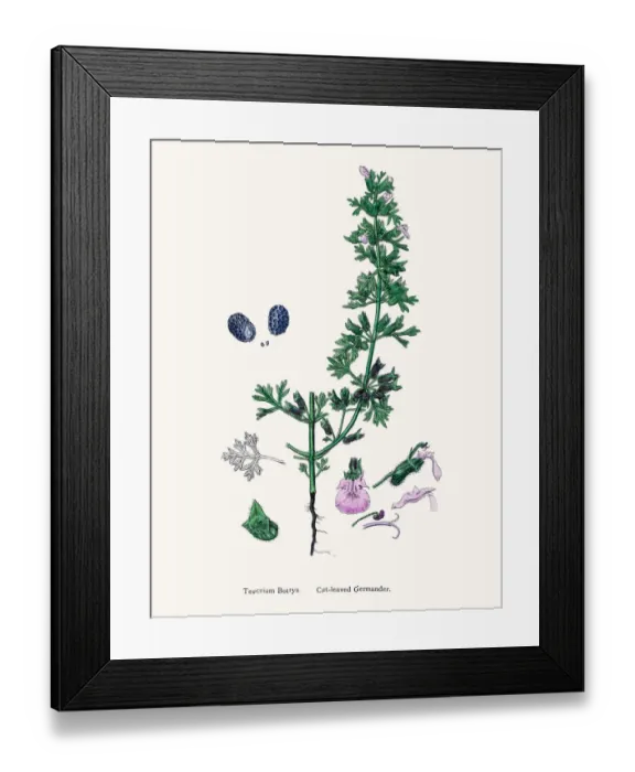 Framed Print : Cutleaved Germander plant