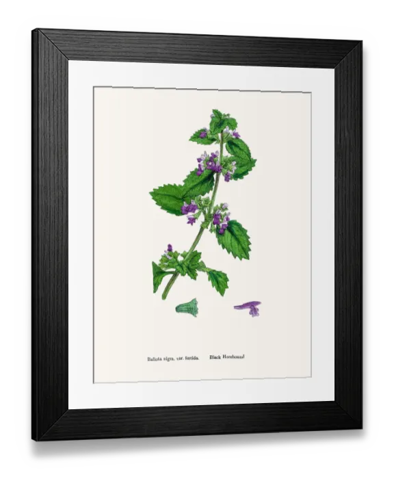 Framed Print : Black Horehound plant Framed Print : Black Horehound plant