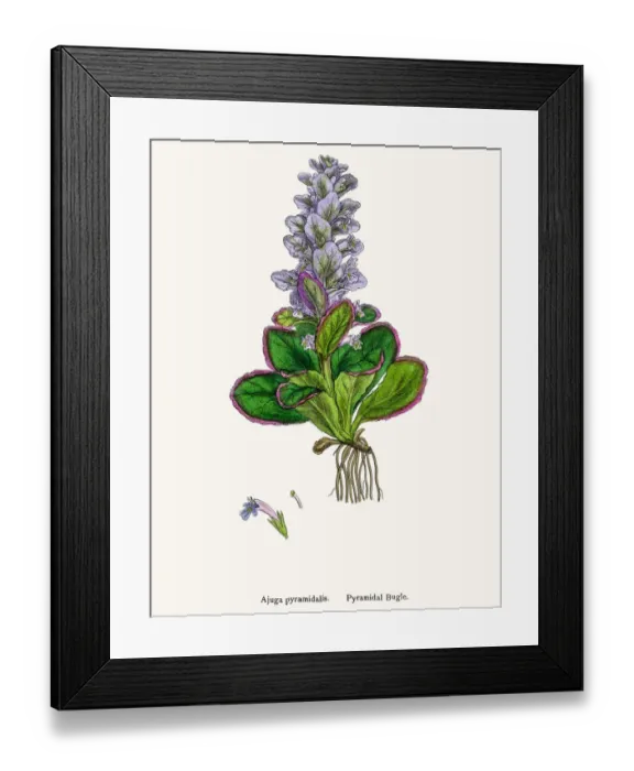 Framed Print : Pyramidal Budge plant Framed Print : Pyramidal Budge plant