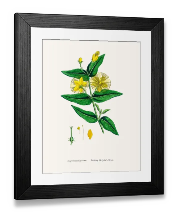 Framed Print : St Johns wort medicinal antidepressant plant Framed Print : St Johns wort medicinal antidepressant plant