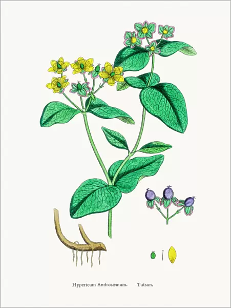 Tutsan plant medicinal antidepressant plant