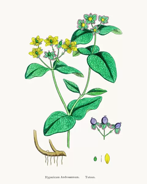 Tutsan plant medicinal antidepressant plant