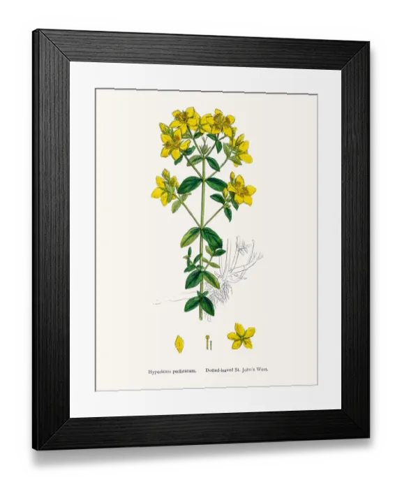 Framed Print : St Johns wort medicinal antidepressant plant Framed Print : St Johns wort medicinal antidepressant plant