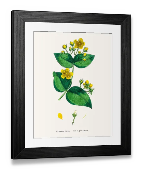 Framed Print : St Johns wort medicinal antidepressant plant Framed Print : St Johns wort medicinal antidepressant plant
