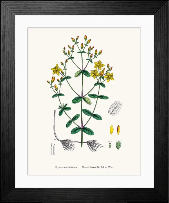 Framed Print : St Johns wort medicinal antidepressant plant Framed Print : St Johns wort medicinal antidepressant plant