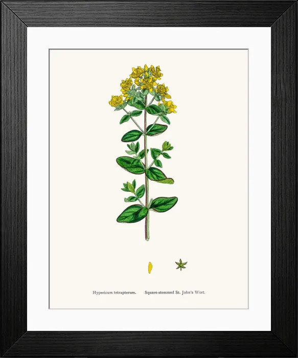 Framed Print : St Johns wort medicinal antidepressant plant Framed Print : St Johns wort medicinal antidepressant plant
