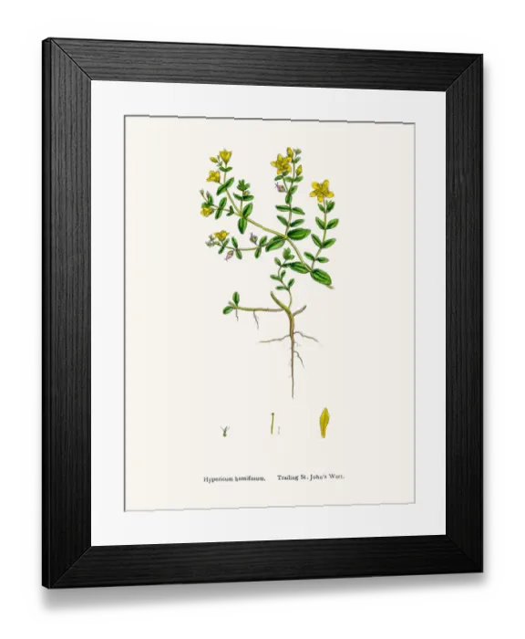 Framed Print : St Johns wort medicinal antidepressant plant Framed Print : St Johns wort medicinal antidepressant plant