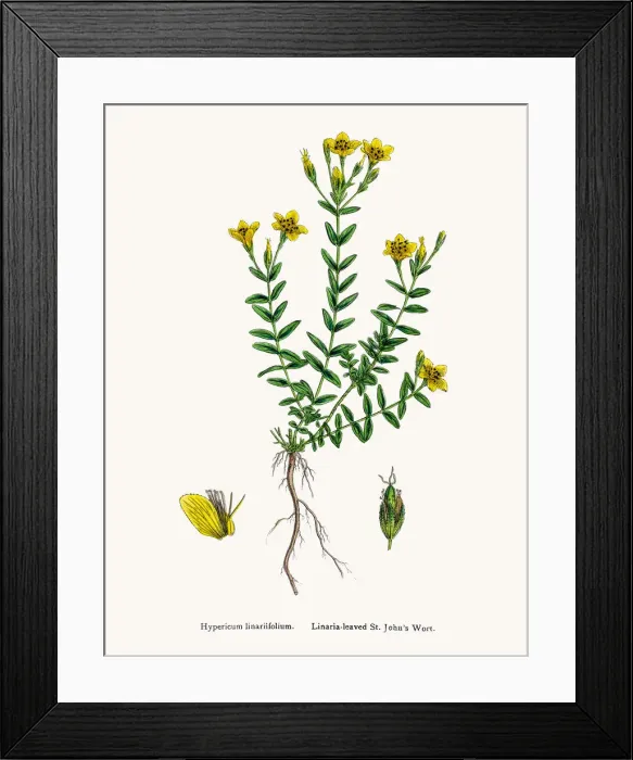 Framed Print : St Johns wort medicinal antidepressant plant Framed Print : St Johns wort medicinal antidepressant plant