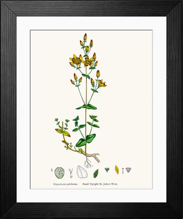 Framed Print : St Johns wort medicinal antidepressant plant Framed Print : St Johns wort medicinal antidepressant plant