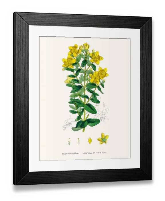 Framed Print : St Johns wort medicinal antidepressant plant Framed Print : St Johns wort medicinal antidepressant plant