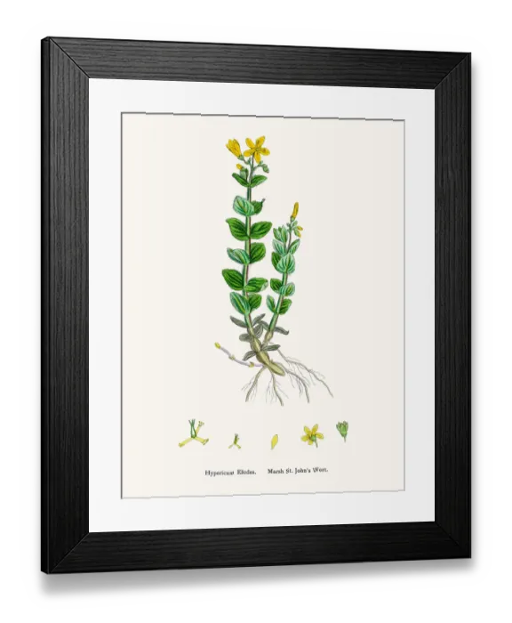 Framed Print : St Johns wort medicinal antidepressant plant Framed Print : St Johns wort medicinal antidepressant plant
