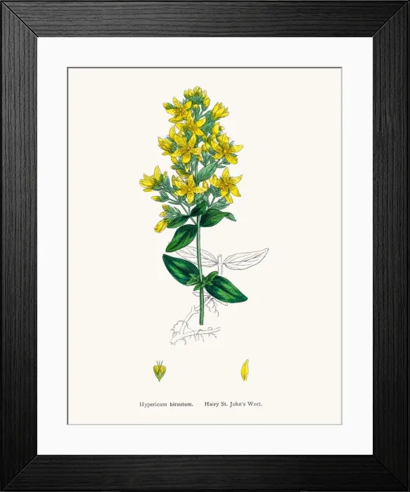 Framed Print : St Johns wort medicinal antidepressant plant Framed Print : St Johns wort medicinal antidepressant plant