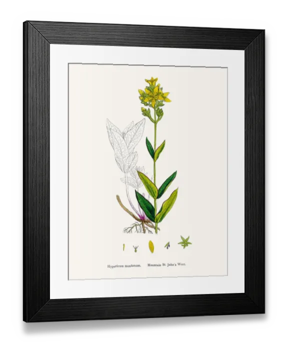 Framed Print : St Johns wort medicinal antidepressant plant Framed Print : St Johns wort medicinal antidepressant plant