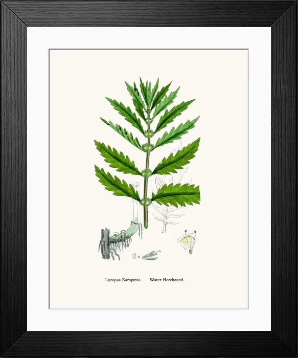 Framed Print : Water Horehound tree branch Framed Print : Water Horehound tree branch