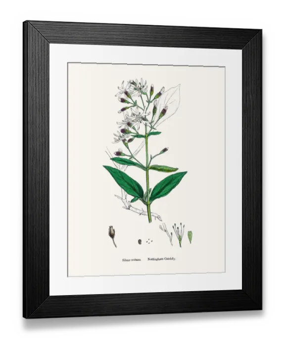 Framed Print : Nottingham Catchfly flower Framed Print : Nottingham Catchfly flower