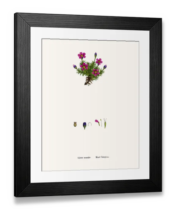 Framed Print : Moss Campion flower Framed Print : Moss Campion flower