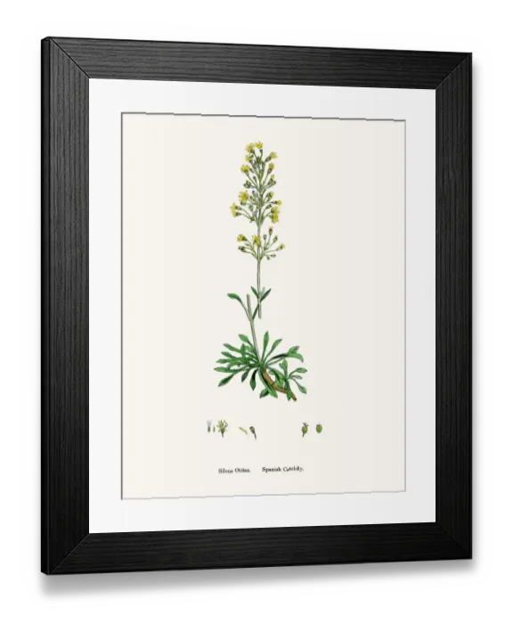 Framed Print : Spain Catchfly flower Framed Print : Spain Catchfly flower