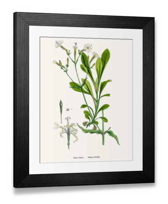 Framed Print : Italian Catchfly flower Framed Print : Italian Catchfly flower