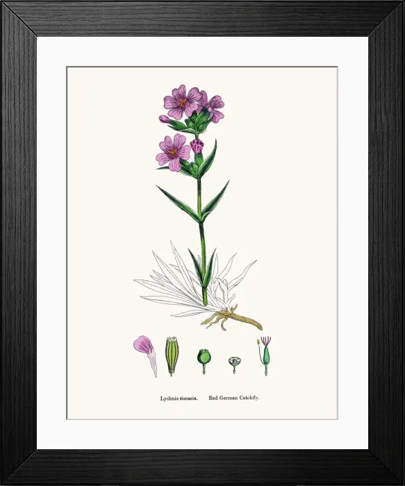 Framed Print : Red German Catchfly flower Framed Print : Red German Catchfly flower