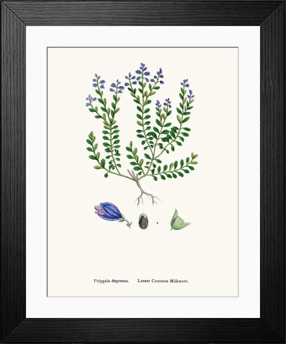 Framed Print : Milkwort medicinal plant for cancer treatment Framed Print : Milkwort medicinal plant for cancer treatment