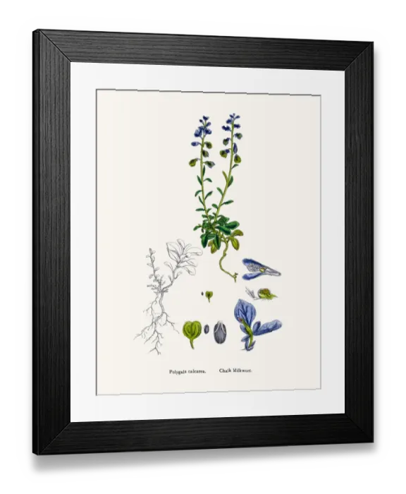 Framed Print : Milkwort medicinal plant for cancer treatment Framed Print : Milkwort medicinal plant for cancer treatment