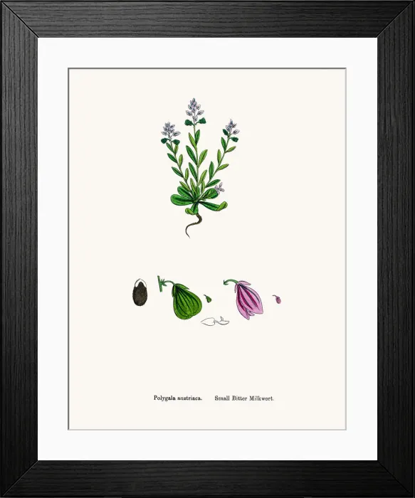 Framed Print : Milkwort medicinal plant for cancer treatment Framed Print : Milkwort medicinal plant for cancer treatment