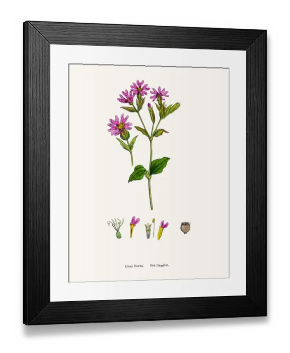 Framed Print : Catchfly Campion flower Framed Print : Catchfly Campion flower
