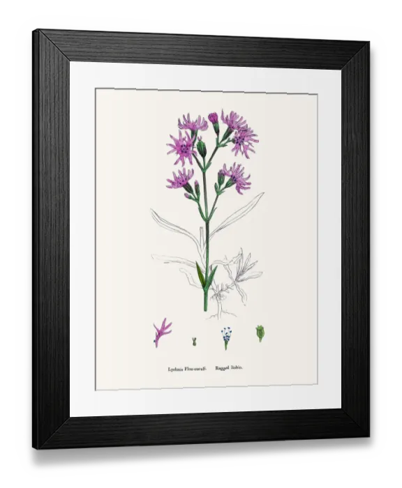 Framed Print : Catchfly Campion flower Framed Print : Catchfly Campion flower
