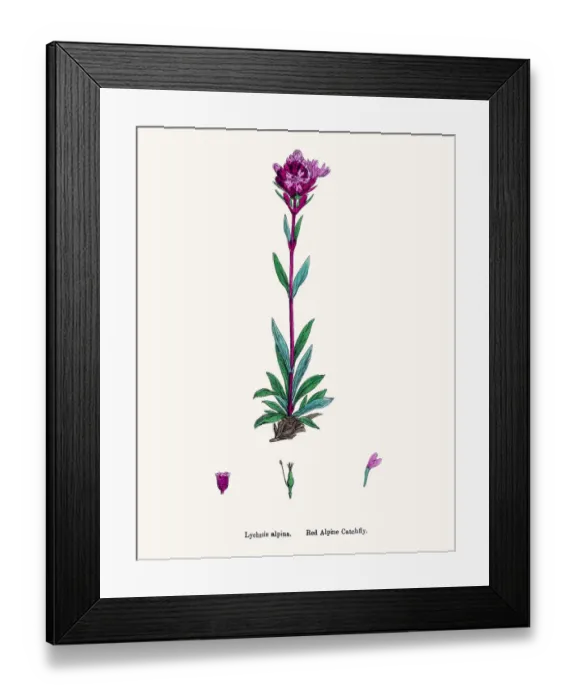 Framed Print : Catchfly Campion flower Framed Print : Catchfly Campion flower