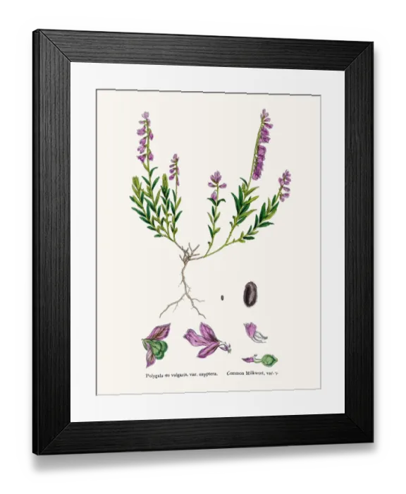 Framed Print : Milkwort medicinal plant for cancer treatment Framed Print : Milkwort medicinal plant for cancer treatment