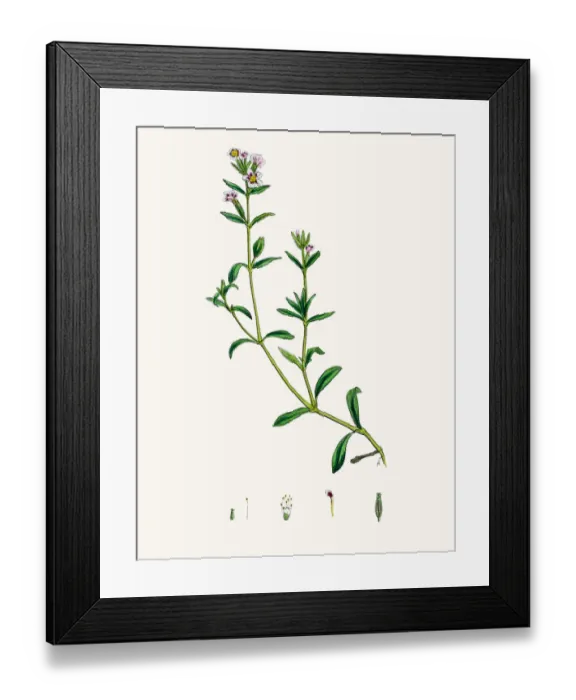 Framed Print : Catchfly Campion flower Framed Print : Catchfly Campion flower