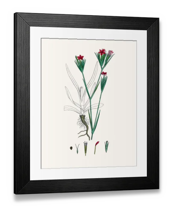 Framed Print : Carnation flower Framed Print : Carnation flower