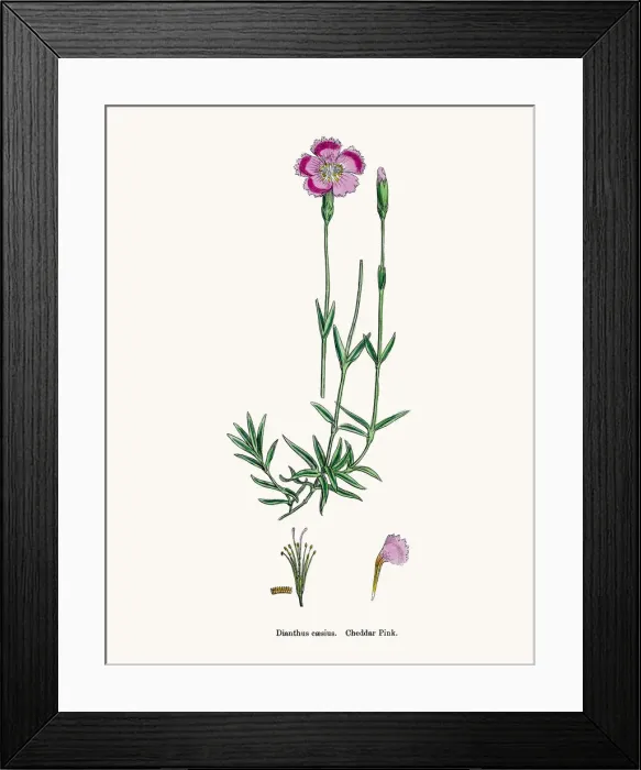 Framed Print : Carnation flower Framed Print : Carnation flower