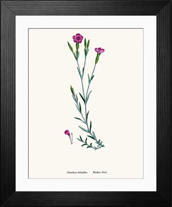 Framed Print : Carnation flower Framed Print : Carnation flower