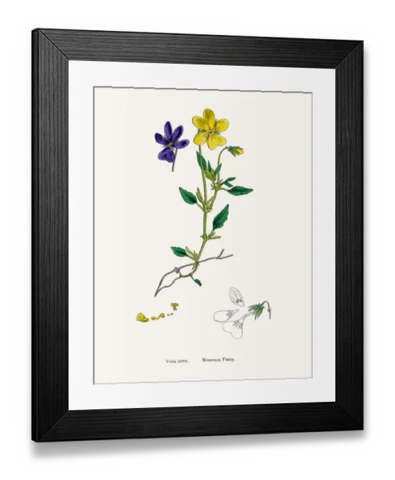 Framed Print : Mountain pansy plant Framed Print : Mountain pansy plant