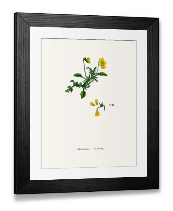 Framed Print : Sea pansy plant Framed Print : Sea pansy plant