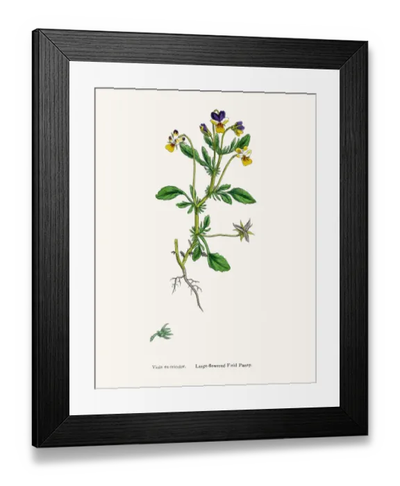 Framed Print : Field pancy plant Framed Print : Field pancy plant