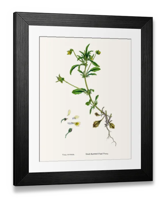 Framed Print : Field pancy plant Framed Print : Field pancy plant
