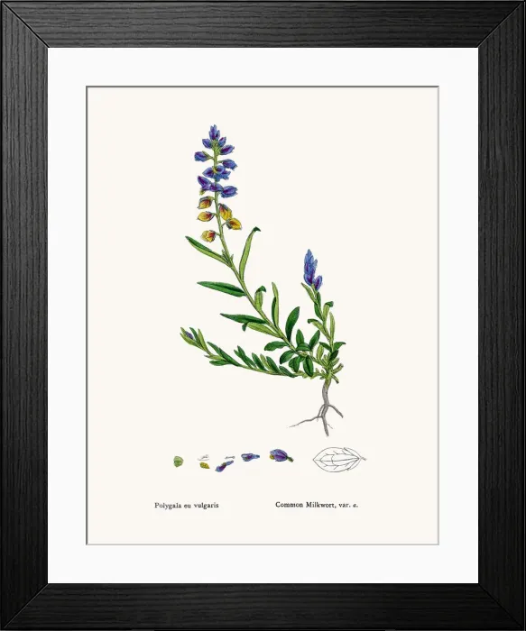 Framed Print : Milkwort. Photographic image of an original antique illustration by Sowerby